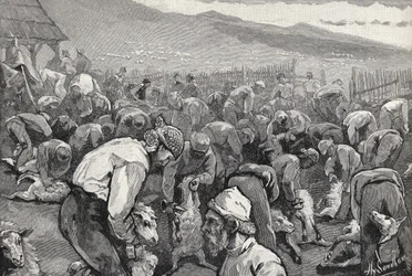 Schafschur in Südkalifornien, aus 